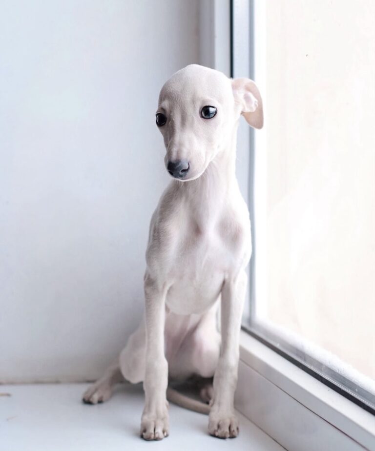 Daisy, the male Italian greyhound puppy