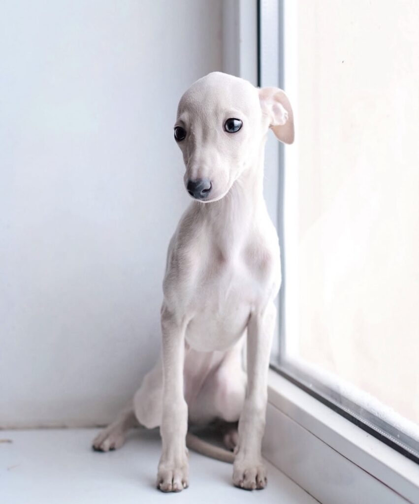 Daisy, the male Italian greyhound puppy
