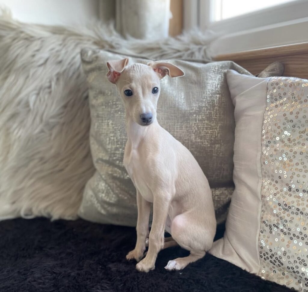 Dan, the male Italian greyhound puppy