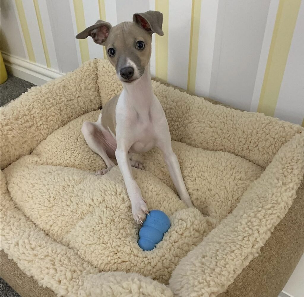Gus, the male Italian greyhound puppy