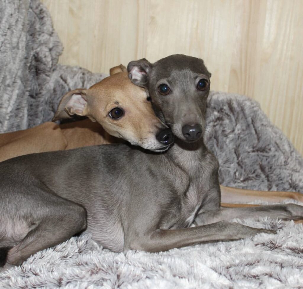 Italian Greyhound puppies for sale