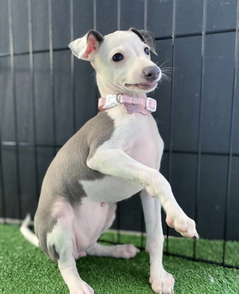 Josie, the male Italian greyhound puppy